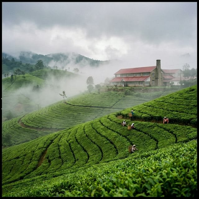Nuwara Eliya — 4